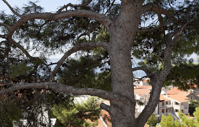 sea view through pine tree