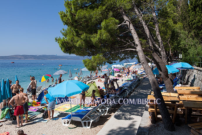 Natural beaches in natural shadows of pine trees